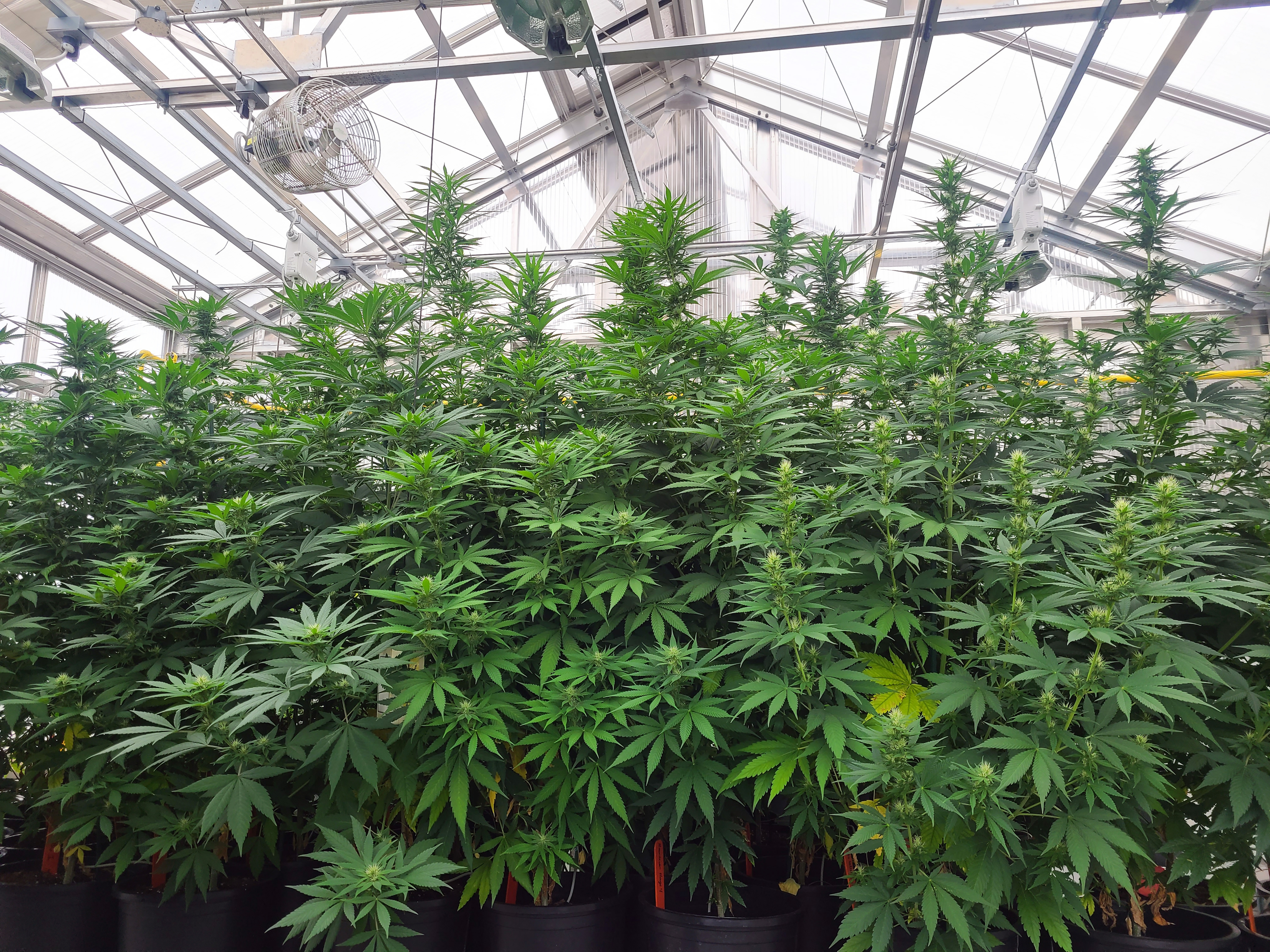A cluster of many cannabis plants sits in a greenhouse.
